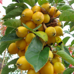 Malus ‘Golden Hornett’