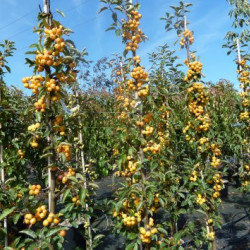Malus ‘Golden Hornett’