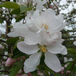 Malus 'John Downie'