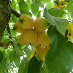 Malus 'John Downie'