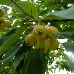 Malus 'John Downie'