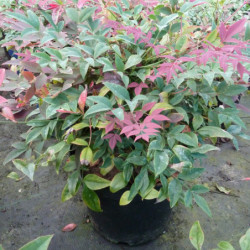 Nandina domestica Obsessed Seika