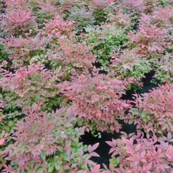 Nandina domestica Obsessed Seika