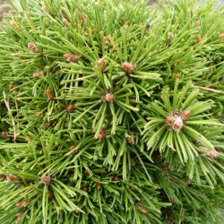 Pinus mugo ‘Benjamin’