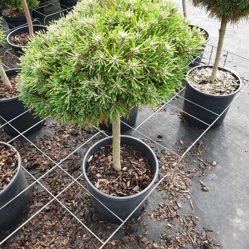 Pin de montagne - Pinus mugo Benjamin