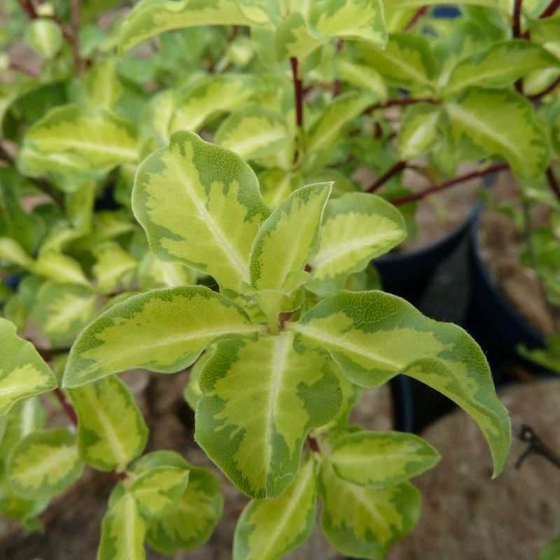 Pittosporum tenuifolium 'Abbotsbury Gold'