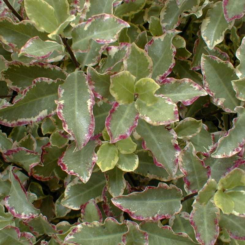 Pittosporum tenuifolium ‘Elisabeth’