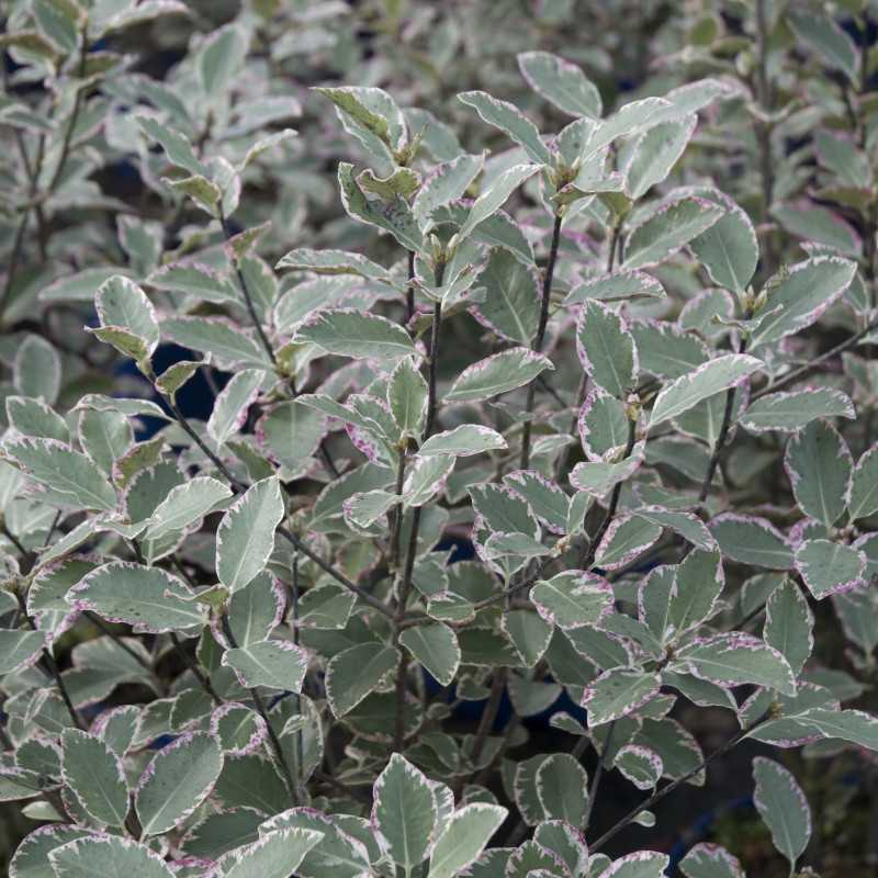 Pittosporum tenuifolium 'Garnettii'