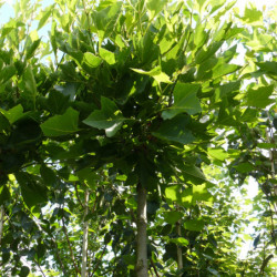 Platanus × hispanica 'Alphen's Globe'