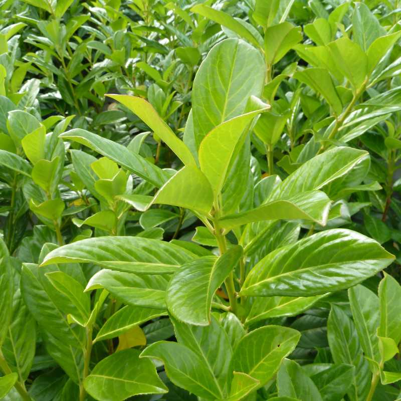 Prunus Laurocerasus Novita Kirschlorbeer Novita Prunus 