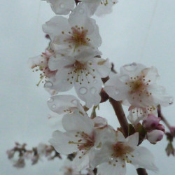 Prunus nipponica 'Brillant'