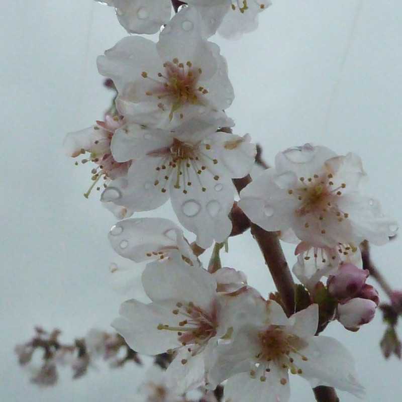 Prunus nipponica 'Brillant'