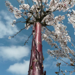 Prunus nipponica 'Brillant'