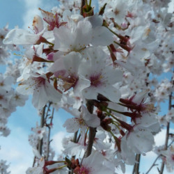 Prunus nipponica 'Brillant'