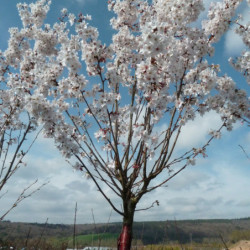 Prunus nipponica 'Brillant'