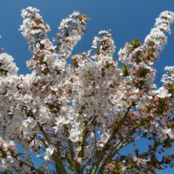 Prunus nipponica 'Brillant'