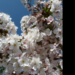 Prunus nipponica 'Brillant'