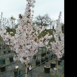 Prunus nipponica 'Brillant'
