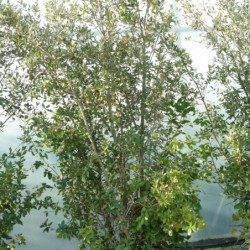 Quercus ilex - Chêne vert