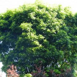Quercus palustris ‘Green...