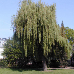 Salix alba ‘Tristis’