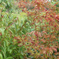 Stewartia pseudocamellia