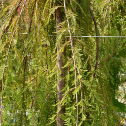 Taxodium distichum 'Cascade Falls' - Cyprès pleureur