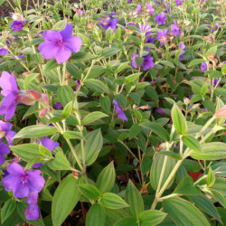 Tibouchina urvilleana - Fleur de velours