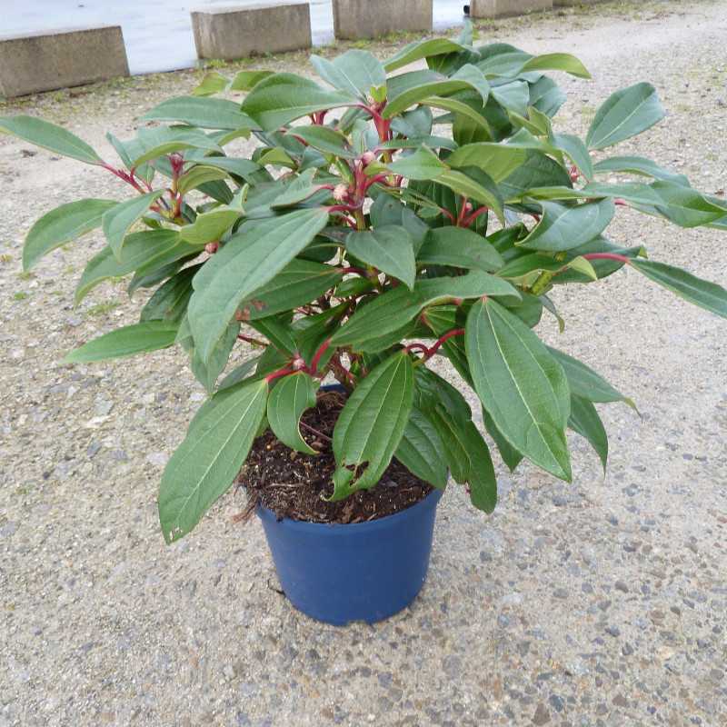 Viorne de David - Viburnum davidii – Arbuste persistant compact