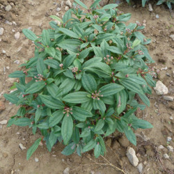 Viburnum davidii