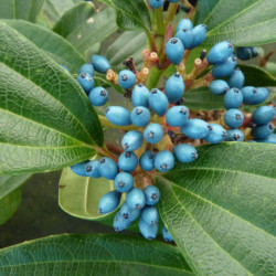 Fruits décoratifs bleu acier du Viburnum davidii en automne