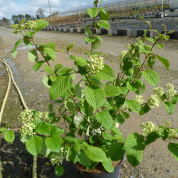 Floraison blanche en boules de la viorne Popcorn