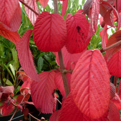 Arbuste ornemental en pot ou en massif – Viburnum Popcorn