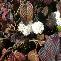 Viburnum plicatum ‘Popcorn’