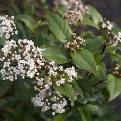 Viburnum tinus