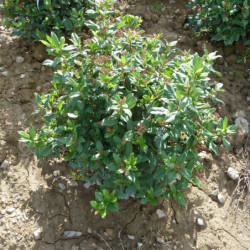 Viburnum tinus