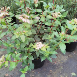 Viburnum tinus