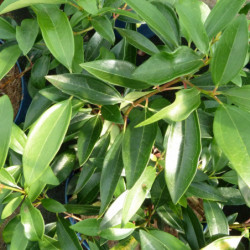 Viburnum propinquum