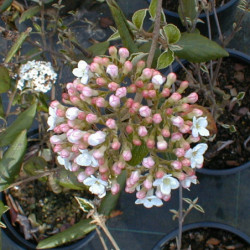 Viburnum × burkwoodii