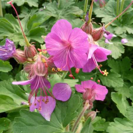 Geranium macrorrhizum - Géranium à gros rhizome I Pépinière en ligne
