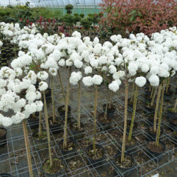 Viburnum x burkwoodii 'Eskimo'