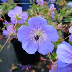 Geranium ‘Rozanne’