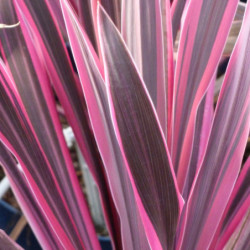 Cordyline australis ‘Pink...