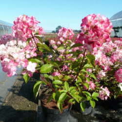 Hydrangea paniculata ‘Rendia’ DIAMANT ROUGE®