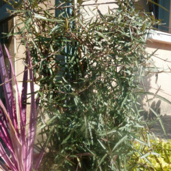 Trachelospermum jasminoides 'Waterwheel' - Faux jasmin panaché