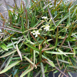 Trachelospermum jasminoides 'Waterwheel' - Faux jasmin panaché