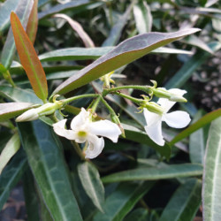 Trachelospermum jasminoides 'Waterwheel' - Faux jasmin panaché