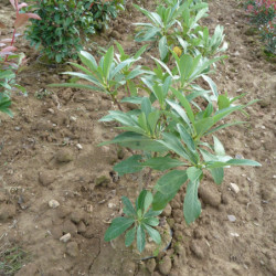 Edgeworthia chrysantha ‘Grandiflora’