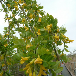 Caragana arborescens ‘Pendula’