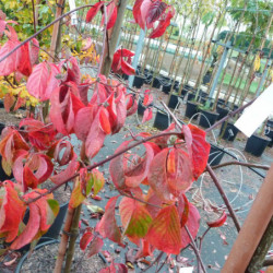 Cornus 'Eddie's White Wonder' - Cornouiller